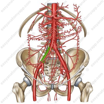 Правая общая подвздошная артерия (arteria iliaca communis dextra)